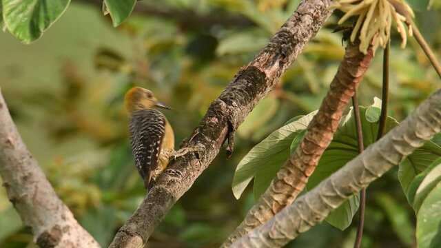 Hoffmanns Woodpecker - Melanerpes hoffmannii resident breeding bird from southern Honduras south to Costa Rica, common species on the Pacific slopes, red and yellow forest bird pecking to the wood.