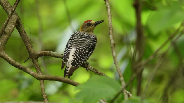 Hoffmanns Woodpecker - Melanerpes hoffmannii resident breeding bird from southern Honduras south to Costa Rica, common species on the Pacific slopes, red and yellow forest bird pecking to the wood.