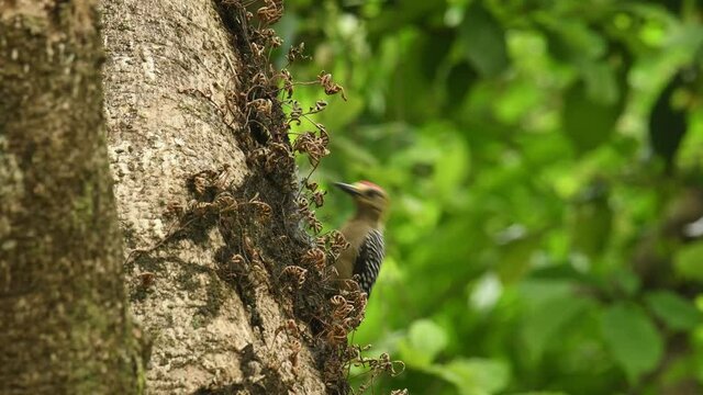 Hoffmanns Woodpecker - Melanerpes hoffmannii resident breeding bird from southern Honduras south to Costa Rica, common species on the Pacific slopes, red and yellow forest bird pecking to the wood.