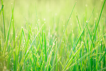 Bokeh of dew drops on a grain of rice in a field in the morning.soft focus.