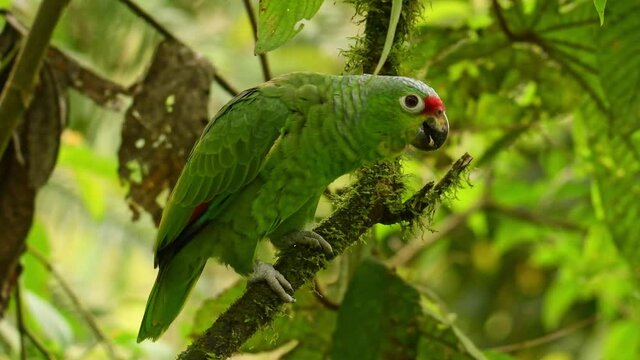 Red-lored Amazon or Red-lored Parrot - Amazona autumnalis, amazon parrot, native to tropical regions of the Americas, from Mexico south to Ecuador, standing and feeding on the branch in the forest. 