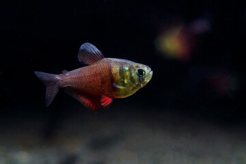 Beautiful Flame Tetra (Hyphessobrycon flammeus) a famous aquarium pets