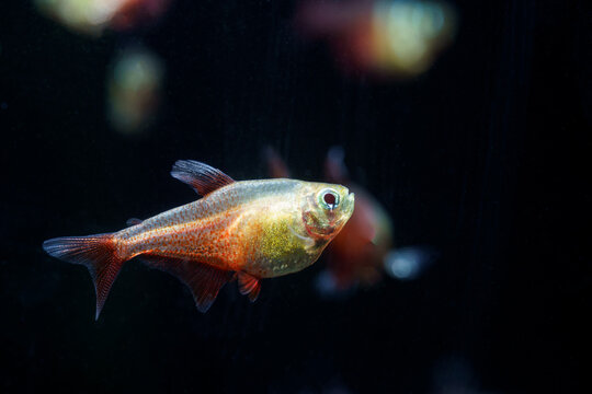 Golden Flame Tetra (Beautiful Flame Tetra (Hyphessobrycon flammeus) a famous aquarium pets var. gold) a beautiful varient type of flame tetra