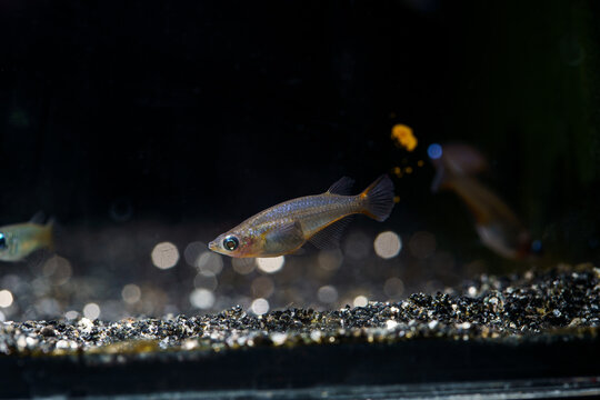 Daisy's Ricefish (Oryzias woworae) a metallic blue ricefish from sulawesi