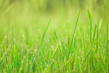 Bokeh of dew drops on a grain of rice in a field in the morning.soft focus.