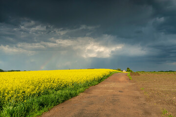 Beautiful rapeseed field and shelf cloud above