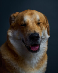 portrait of a dog smiling