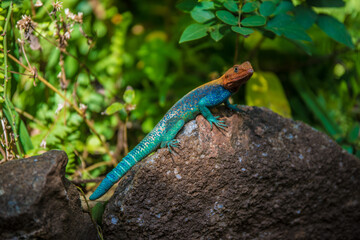 The agama lizard sits on a stone in the thicket