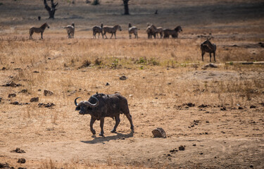The African buffalo walks in the wild savannah