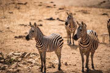 Fototapeta na wymiar The zebras family grazes in the wild African savannah