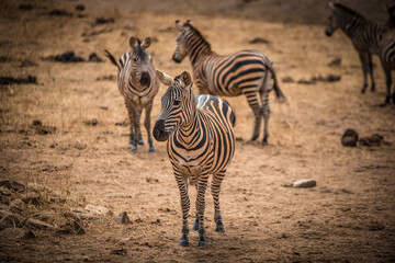 Fototapeta na wymiar The zebras family grazes in the wild African savannah