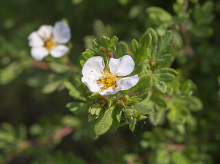 White bush pentafoil (Potentilla fruticosa).
It is widely distributed in nature. It is found in Siberia, Mongolia, China, Japan, the Far East, North America, etc.