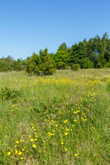 Flowering meadow with yellow buttercups flowers