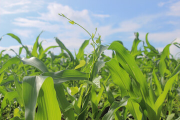 fresh green corn leaves