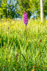 Blooming Heath spotted orchid on flowering heat meadow