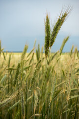 Ears of rye against the cloudy sky before the oncoming storm. Natural soft light, the sky clouded over.