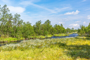 Fototapeta na wymiar Meadow with willows in a birch forest with a river