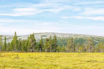 Obraz premium Pine forest below a mountain at a mire