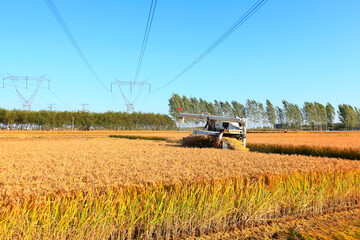 Fototapeta na wymiar Harvester machine is harvesting rice