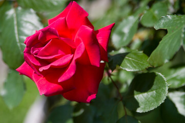 The name of this rose is "Ho No-o-no-nami".