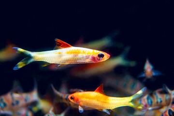 Xanthic Red Line Torpeedo Barb (Sahyadria denisonii var.) beautiful fish from captive breeding by...