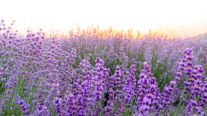 Lavender fields at sunset time