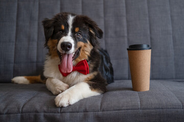 Australian shepherd three colours puppy dog in red bowtie with coffee lie on couch  © Iulia