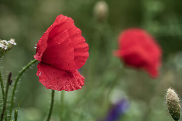 Obraz premium Mohnblume im Feld