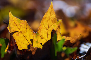 Herbstblatt im Gegenlicht der Sonne