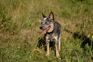 Australian blue heeler dog stand on grass. Side view.