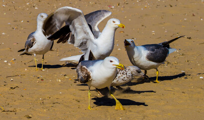 Seagulls mingling on the beach