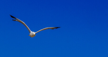Seagull flying in the sky