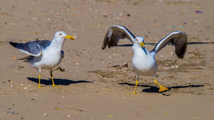 Seagulls mingling on the beach