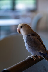 parrot2