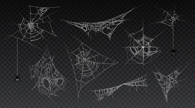 Spiderweb with hanging spider insect, isolated set of cobwebs, old and scary, dark and vintage. Halloween traditional decoration for haunted houses. Tangled threads. Cartoon vector illustration