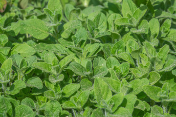 oregano