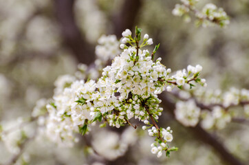 Cherry blossoms in a garden at Seoul, South Korea.