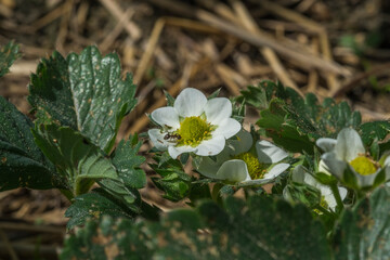 flowering strawberry
