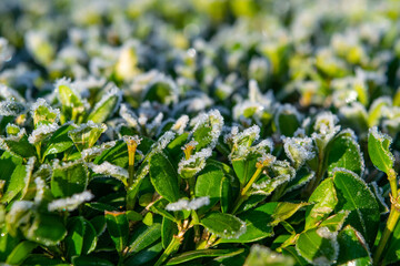 boxwood branches with green leaves covered with frost