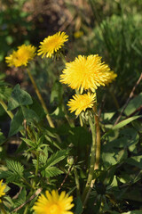 Big Yellow Dandelions In The Tall Grass. Easter spring flower background; fresh flower and yellow butterfly on green grass background
