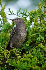 Juvenile Starling bird sitting on a beautiful pine tree brach, selective focus