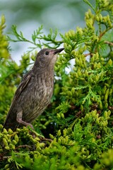 Juvenile Starling bird sitting on a beautiful pine tree brach, selective focus