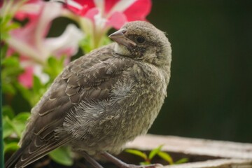 Brown Rock chat bird - backyard birds of North America, selective focus