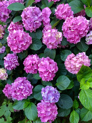 background with pink hydrangea flowers at garden