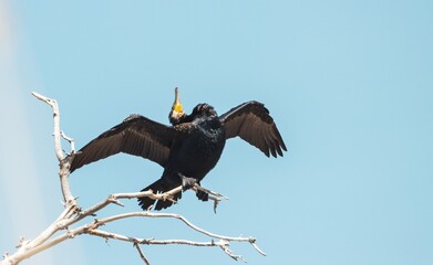 cormorant fluffs feathers on dry wood