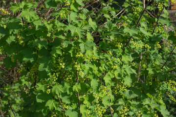 flowering black currant
