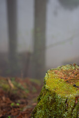 山の中の苔生す切り株（縦）