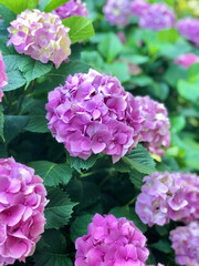 background with pink hydrangea flowers at garden