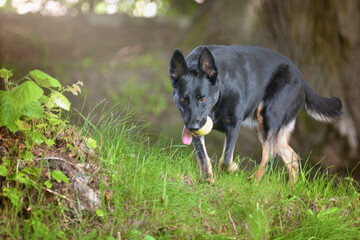 Black shepherd dog standing in a meadow under the trees