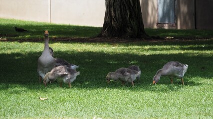 polluelos de oca aprendiendo a buscar alimento en compañía de su madre, plumaje gris y pico amarillo, mollerussa, lérida, españa, europa